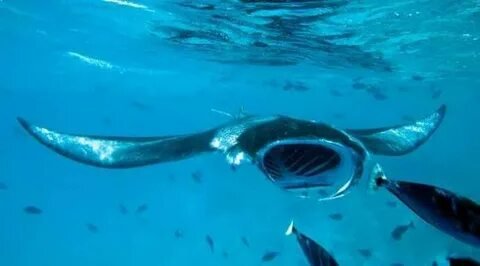 Manta Ray Safari Maldives